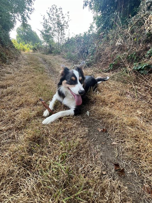 Rafale, la border collie, allongée sur un chemin de campagne, un bâton entre les pattes.