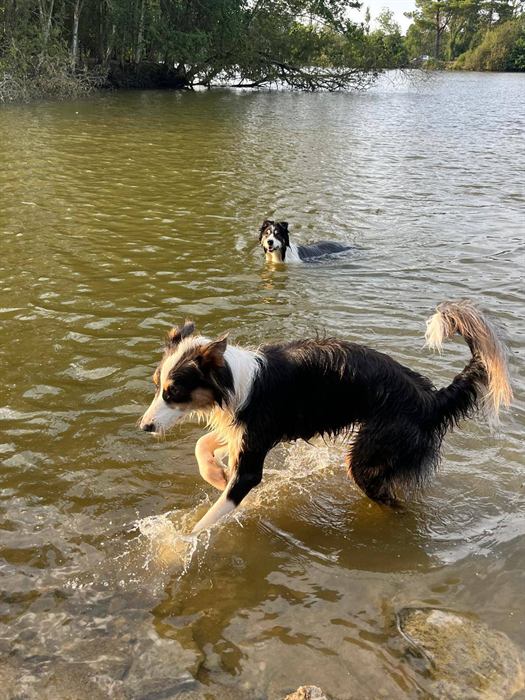 Rafale et un autre border collie jouant dans l'eau d'un lac au coucher du soleil.