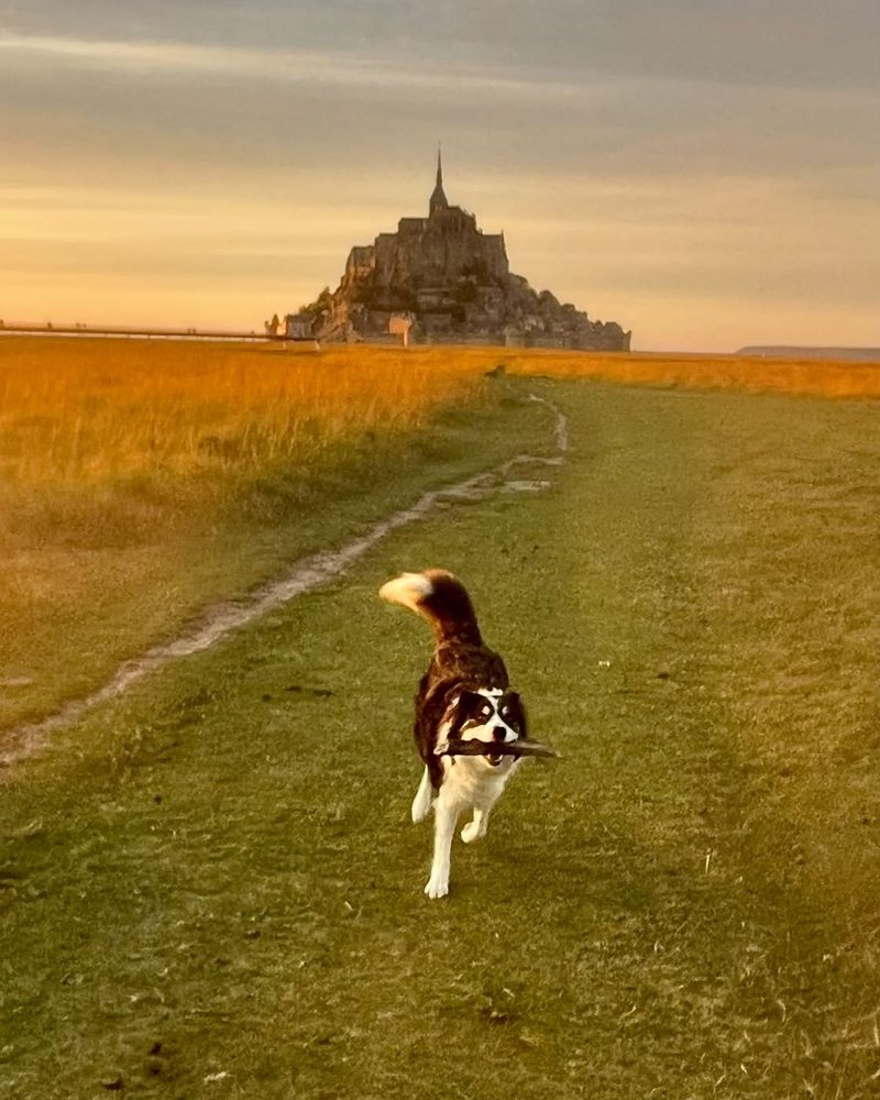 Rafale, la border collie, court sur un chemin avec un bâton dans la gueule, le Mont-Saint-Michel au loin dans la lumière du soir.